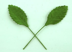 Paper Leaves - Green 2.5cm
